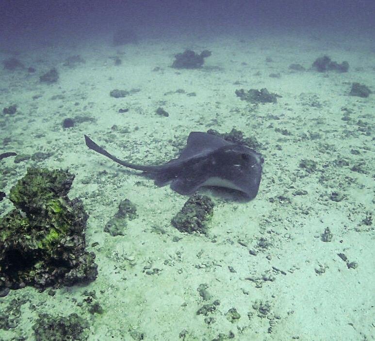 Guno's Trace dive site